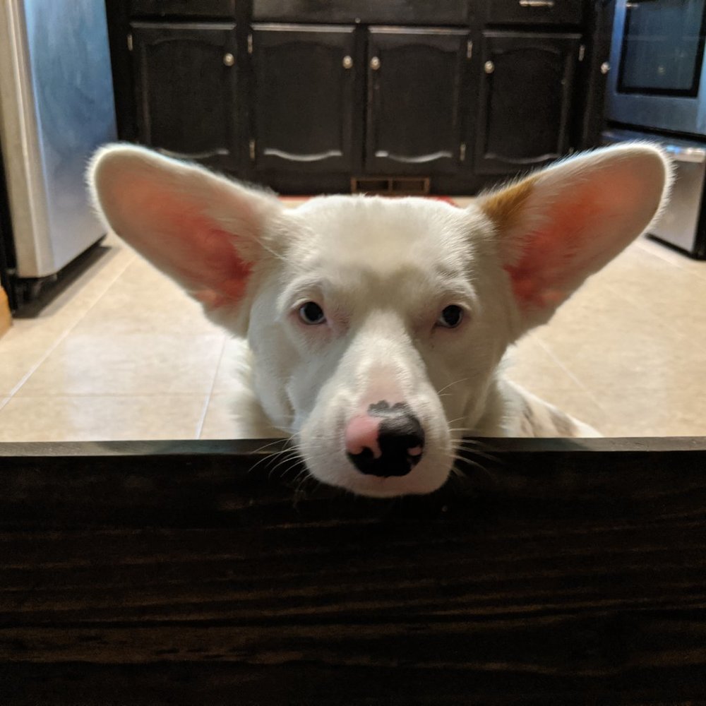 Meet your Posher, Jill J.